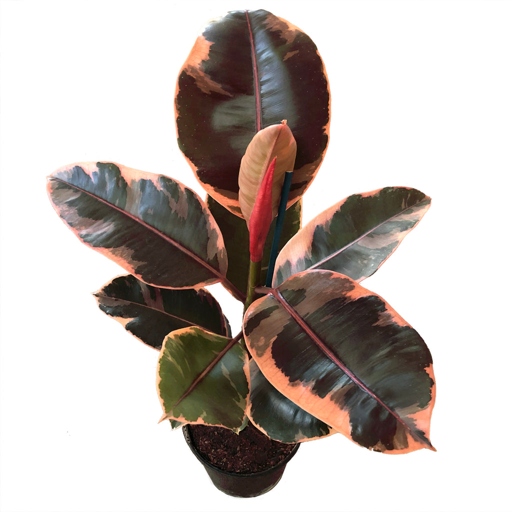 Ficus Elastica Tineke and Ruby are two types of plants that are often confused for one another.