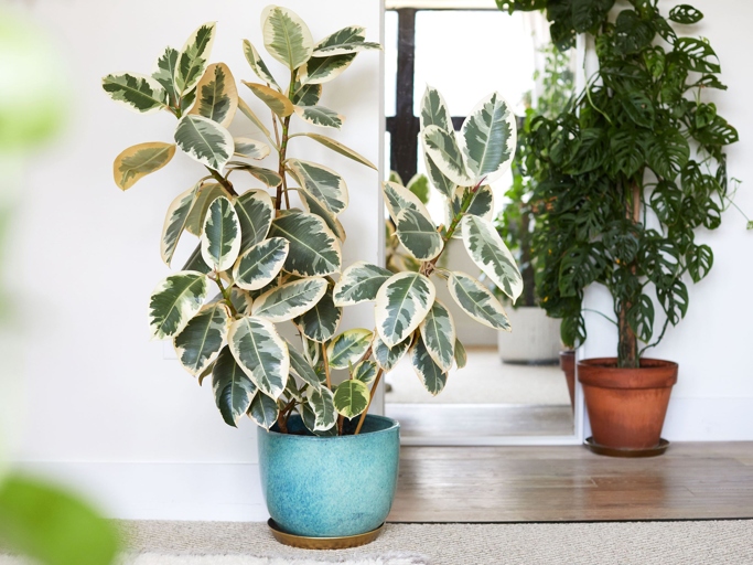 Ficus Elastica Tineke does best in bright, indirect light but can tolerate some direct sun.