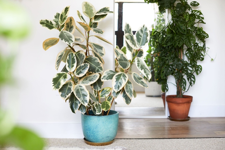 Ficus Elastica Tineke is a beautiful, easy-to-care-for plant that is perfect for any home.