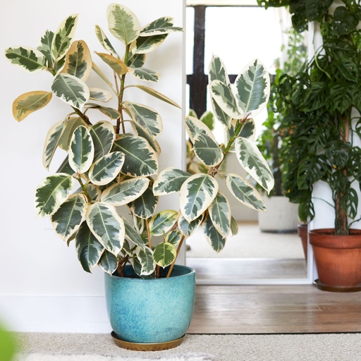 Ficus Elastica Tineke is a beautiful houseplant that is easy to care for.