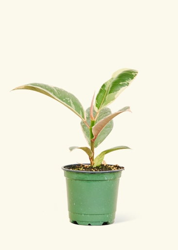 Ficus Elastica Tineke is a beautiful houseplant that is easy to care for, but it is susceptible to a few diseases.