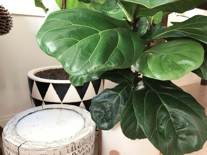 Fiddle leaf figs are tropical plants that thrive in warm, humid environments. If you live in an area with cold winters, there are a few things you can do to make sure your fiddle leaf fig stays healthy during the winter months. However, they can also tolerate brief periods of cooler temperatures.
