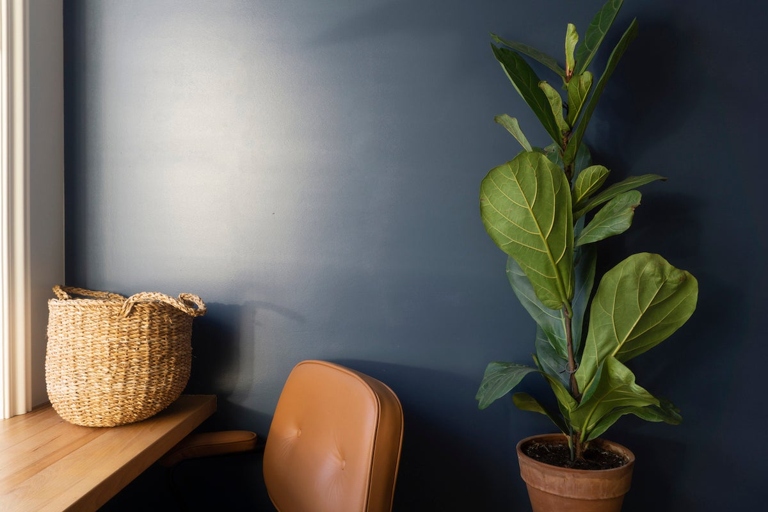 Fiddle leaf figs prefer a temperature between 65 and 75 degrees Fahrenheit.