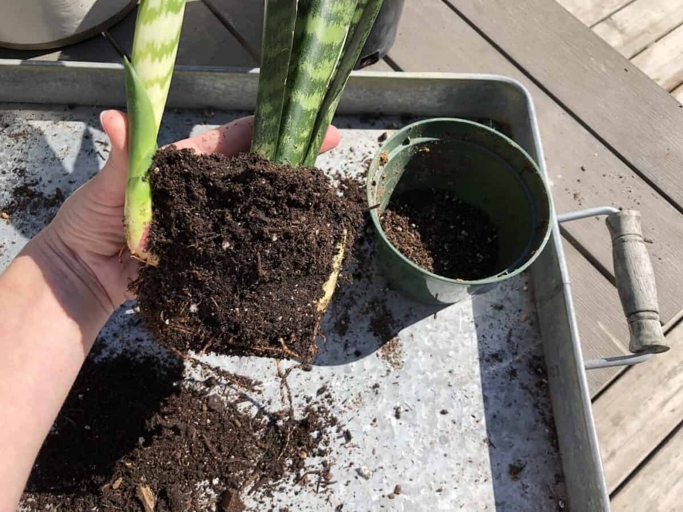 Fill a pot with a well-draining potting mix and make a hole in the center big enough to accommodate the snake plant's roots.