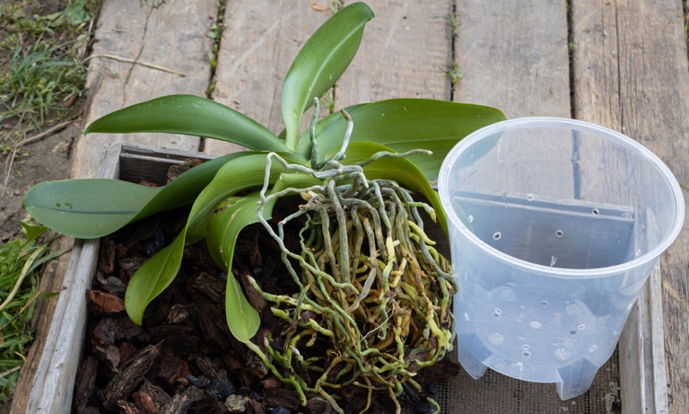 Finally, add fresh potting mix and replant the orchid in a new pot. To re-pot and change the orchids' potting mixture, first remove the orchid from its current pot. Next, gently loosen the roots and remove any old potting mix.