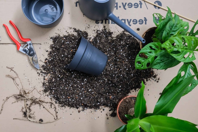 Finally, water the plant regularly, making sure to not over-water. To treat Schefflera Root Rot, start by trimming away any affected leaves and roots. Next, repot the plant in fresh, well-draining soil.