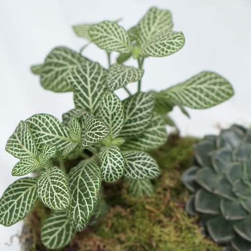 Fittonia is a genus of flowering plants in the acanthus family, native to tropical rainforests in southern Mexico, the Amazon Basin, and Peru.