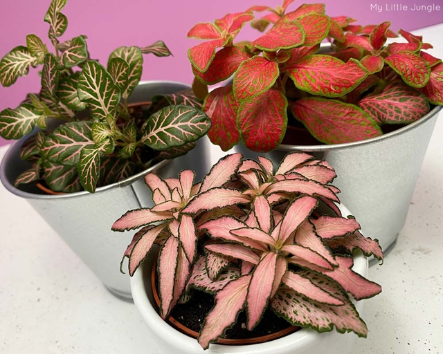 Fittonia leaves can curl due to temperature stress, which can be caused by sudden changes in temperature or by extended periods of high or low temperatures.