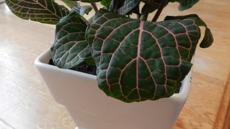 Fittonia leaves may curl for a variety of reasons, including too much or too little water, too much or too little light, or pests.