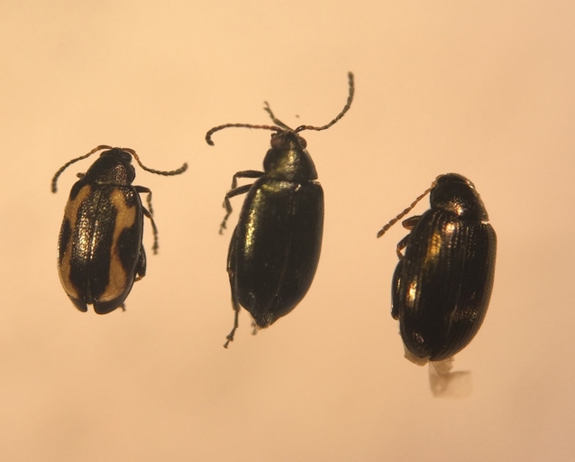 Flea beetles are small, dark-colored beetles that are known for their ability to jump.