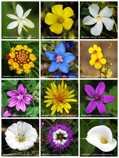 Flowering plants are a group of plants that reproduce by producing flowers.