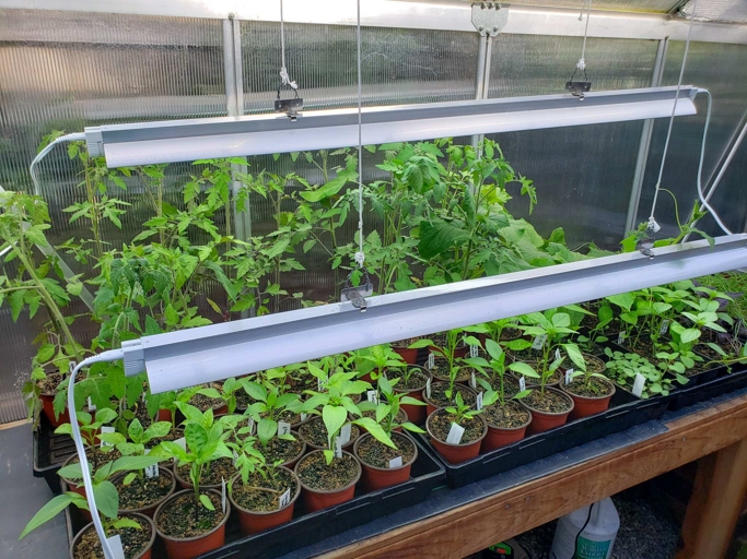 Fluorescent grow lights are a great option for growing vegetables indoors.