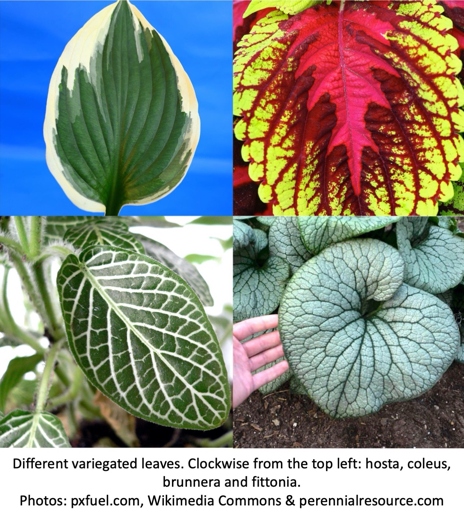 Foliage color and variegation can vary significantly between different plant species.