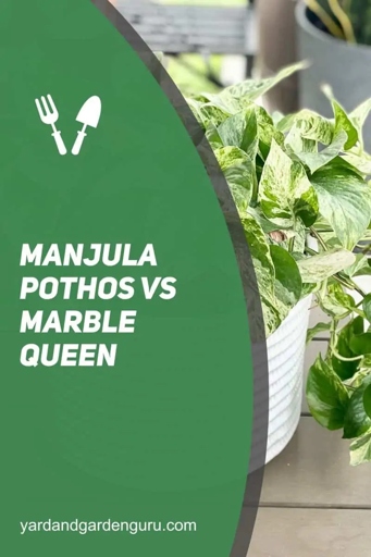 Foliage color is one of the main differences between Manjula pothos and Marble Queen. Manjula pothos has green leaves, while Marble Queen has variegated leaves with shades of green, white, and yellow.