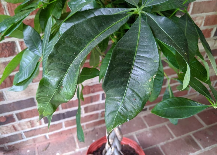 Foliar blight is a type of plant disease that can affect the leaves of a money tree, causing brown spots to form.