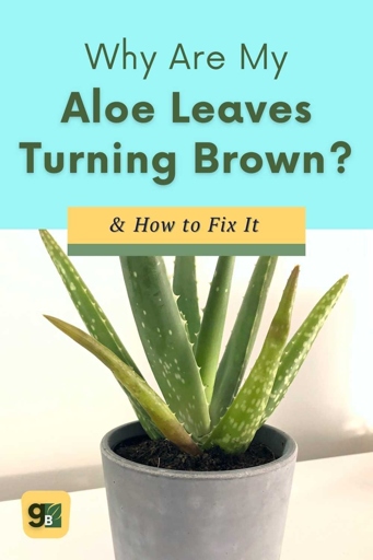 Fortunately, all of them are fixable. If your aloe leaves are turning purple, it could be due to one of five causes.