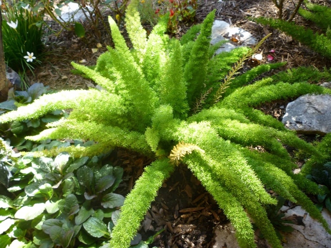 Foxtail ferns are a type of plant that are often over-fertilized, which can lead to the plant turning yellow.