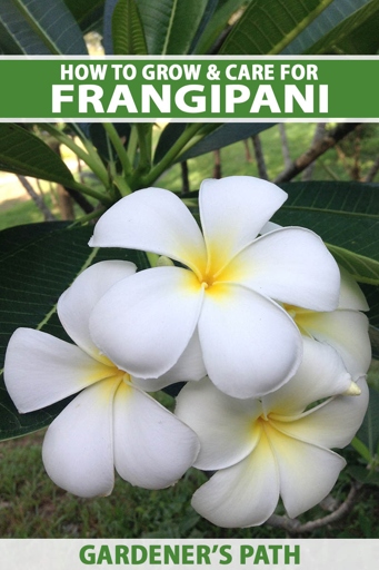 Frost damage is a common problem for plumeria and frangipani trees.