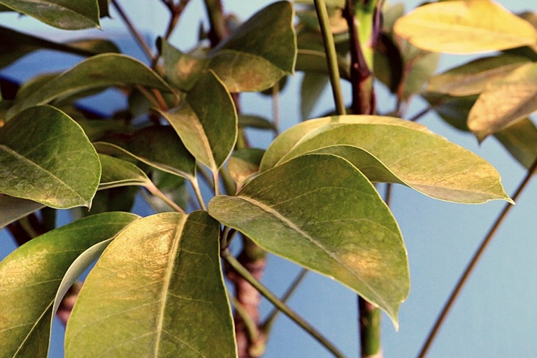 Frost damage is one of the most common causes of brown spots on Schefflera leaves.