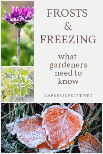 Frost damage is one of the most common problems that gardeners face.