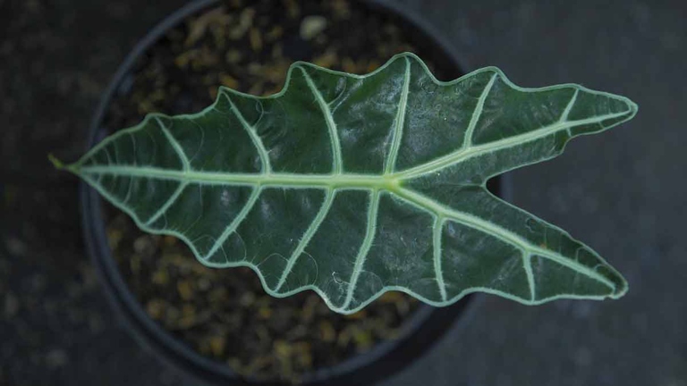 Frost damage is one of the most common problems with alocasia plants.