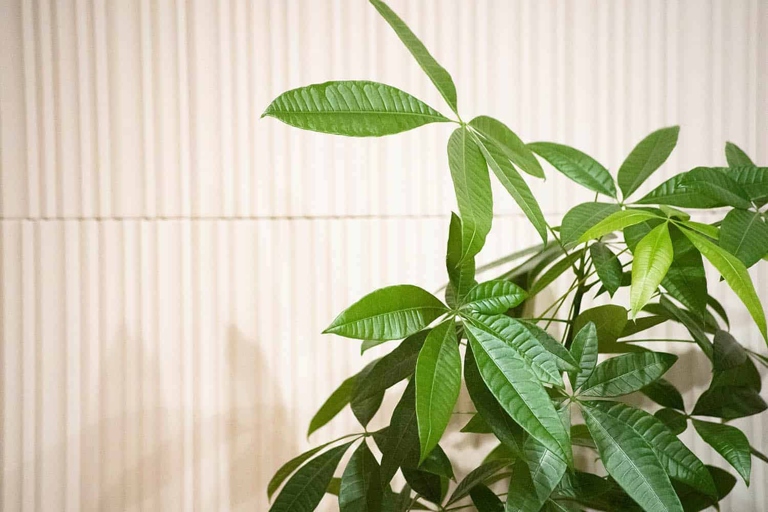 Frost damage is one of the most common problems with money trees.