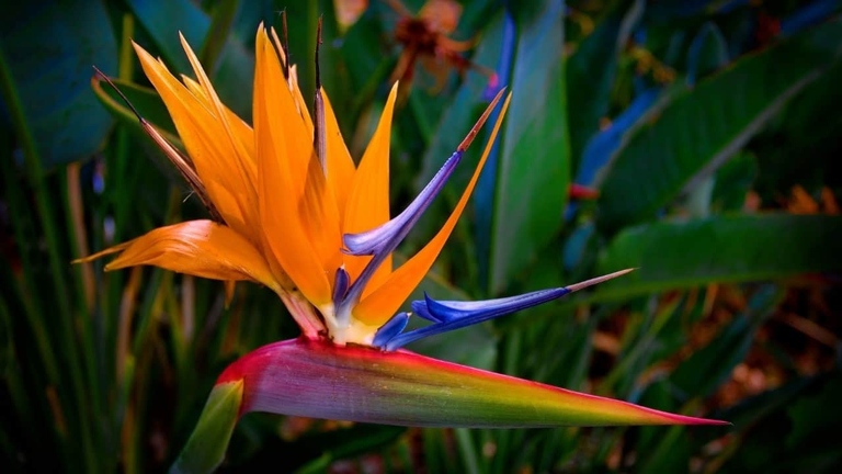 Frost damage on a bird of paradise is most likely to show up on the leaves, which may turn brown and crispy.
