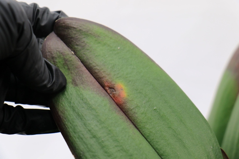 Frostbite and scorch are two possible causes of white spots on orchid leaves.