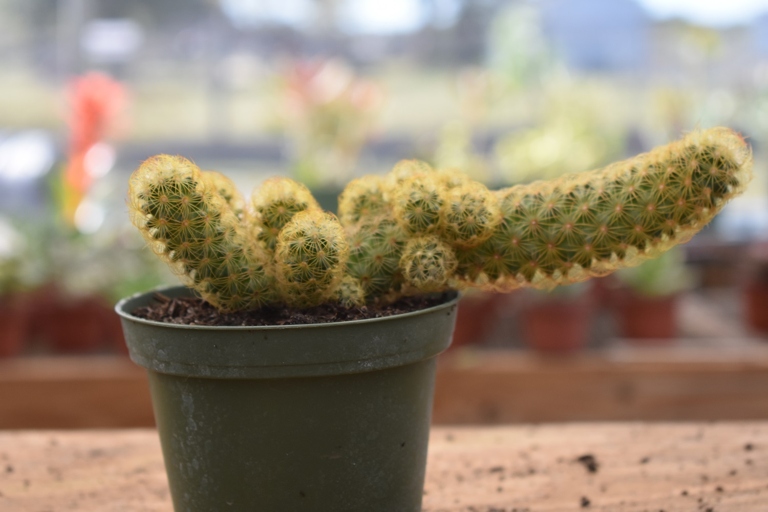 Fungal diseases are one of the most common problems that cactus growers face.