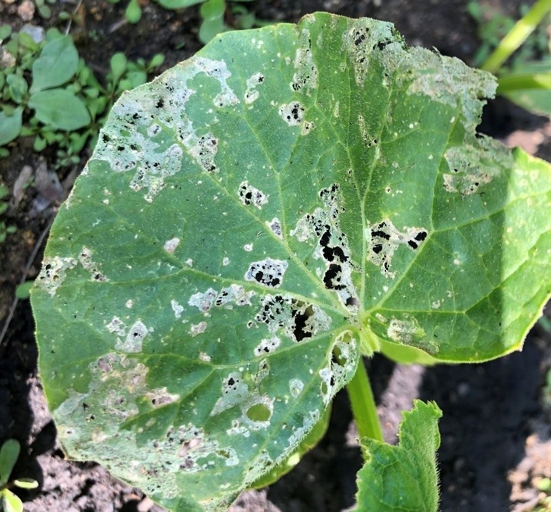 Fungal diseases are one of the most common problems that gardeners face.