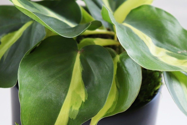 Fungal diseases are one of the most common problems that philodendron owners face.