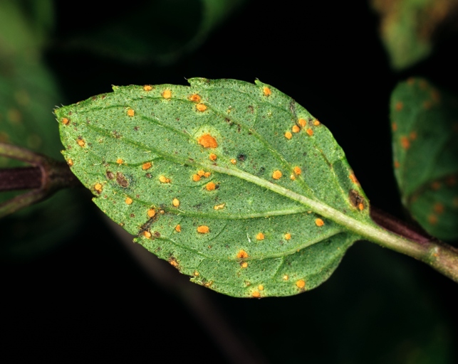 Fungal diseases are the most common cause of brown leaves on mint plants.