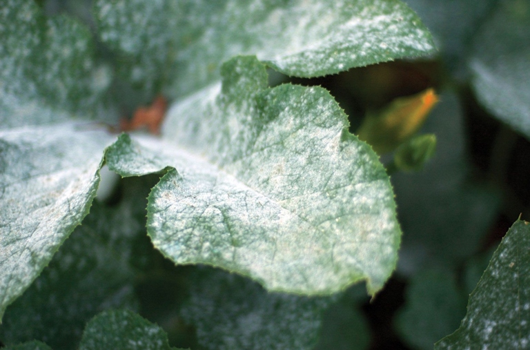 Fungal diseases can be treated with fungicides, but it is important to identify the type of fungus before treatment.