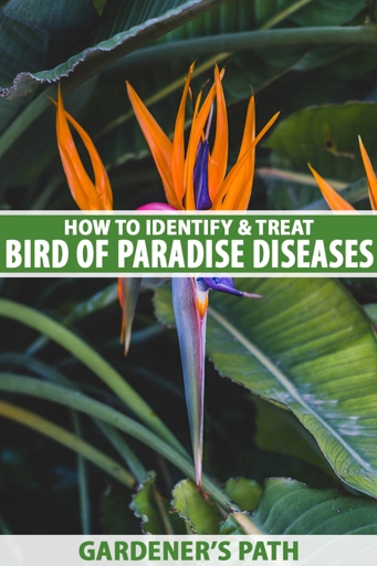 Fungal infections are one of the most common problems that can affect your bird of paradise.