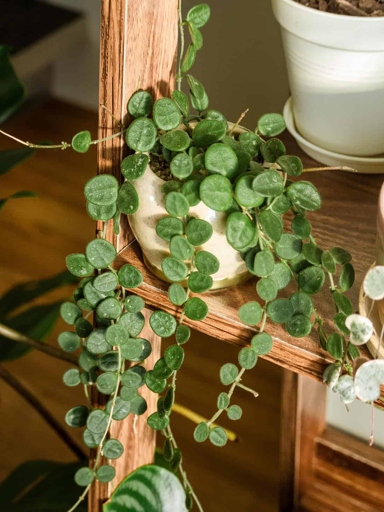 Fungal infections are one of the most common problems that hoya plant owners face.