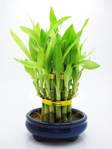 Fungal infections are one of the most common problems that lucky bamboo growers face.