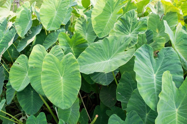 Fungal leaf blight is a common problem for elephant ear plants.