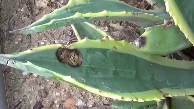 Fungal leaf spot is a common problem for agave plants.