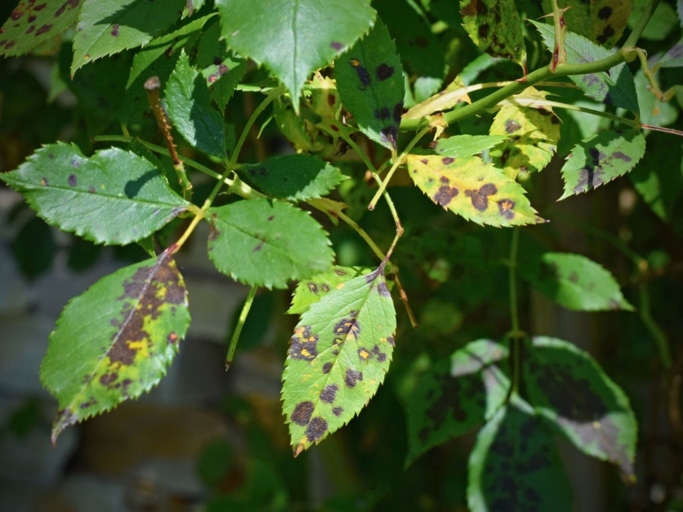 Fungal leaf spot is a common problem for hoya plants, but it can be treated with a few simple steps.