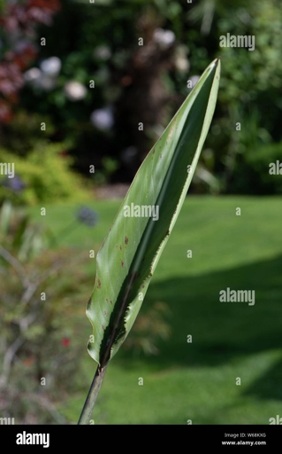 Fungal leaf spots are a common problem for bird of paradise plants.
