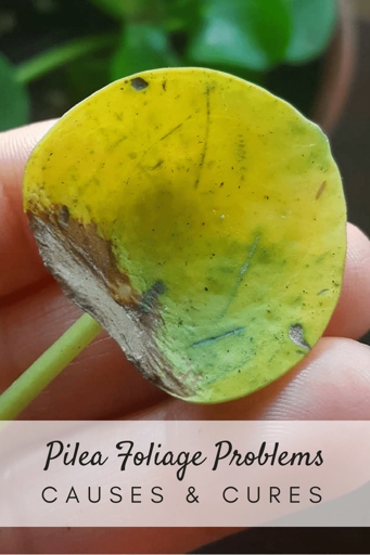 Fungal problems are one of the most common reasons for Pilea turning yellow.