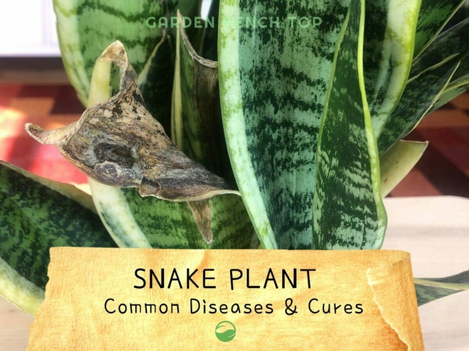 Fungal problems are the most common cause of brown spots on snake plants.