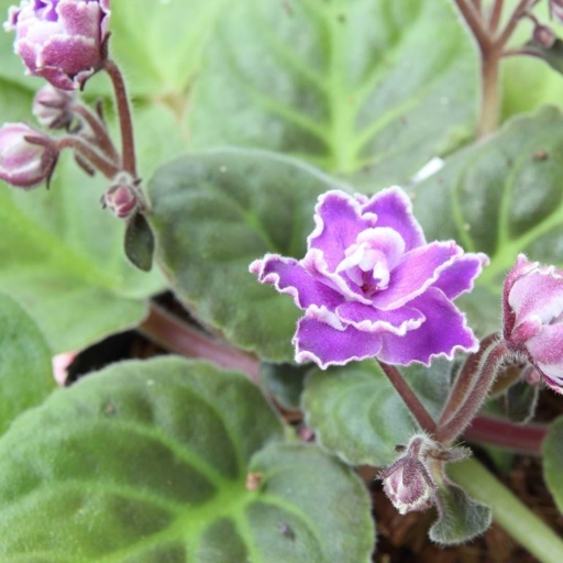 Fungi are the most common cause of root rot in African violets.