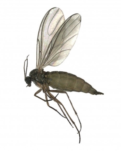 Fungus gnats are small, dark-colored flies that are often found near potted plants.