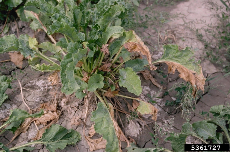 Fusarium wilt is a plant disease that is caused by the fungus Fusarium oxysporum.