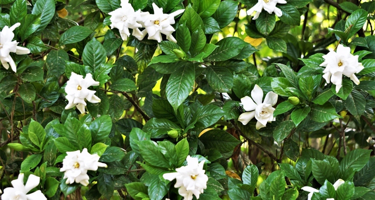 Gardenias are a popular flowering shrub, but their delicate leaves are susceptible to brown spots.