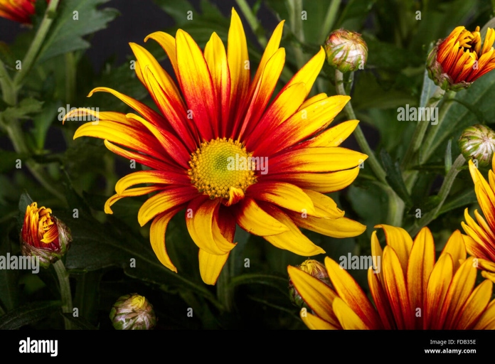Gazania is a genus of flowering plants in the family Asteraceae, native to Southern Africa.