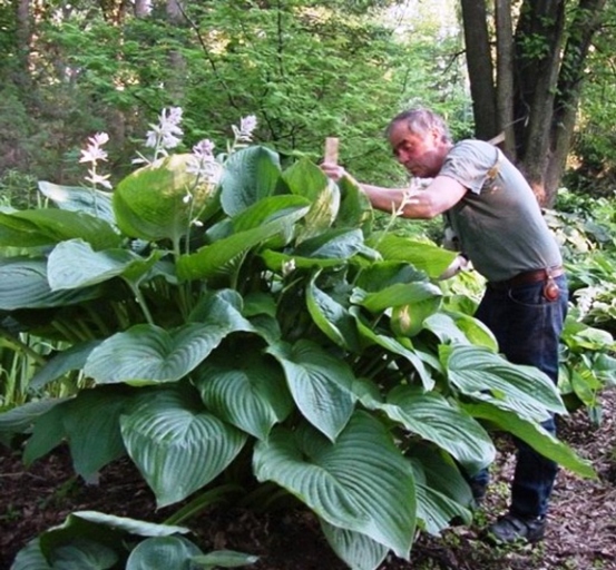 Giant Hostas are a type of perennial plant that is known for its large leaves.