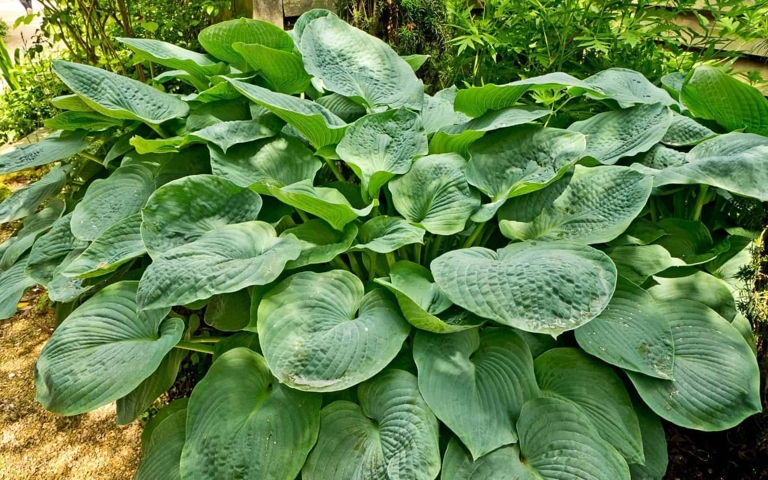Giant Hostas are the perfect way to add some color to your garden.