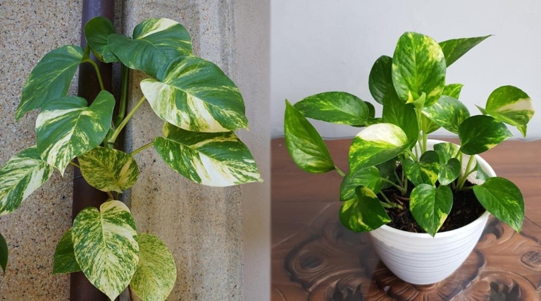 Golden Pothos and Hawaiian Pothos are two of the most popular houseplants.